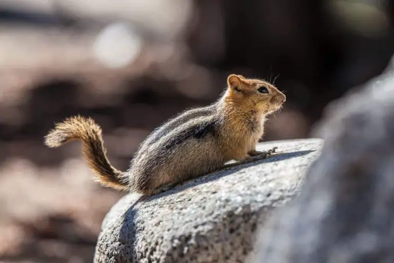 Do You Need Hiking Boots for Yosemite? Your Best Guide From Your Trails