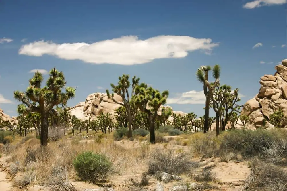 Flora and Fauna in Joshua Tree national park
