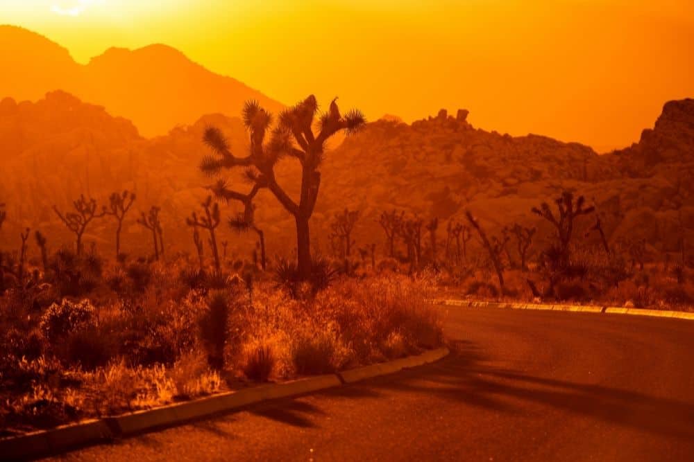 high temperature in Joshua Tree