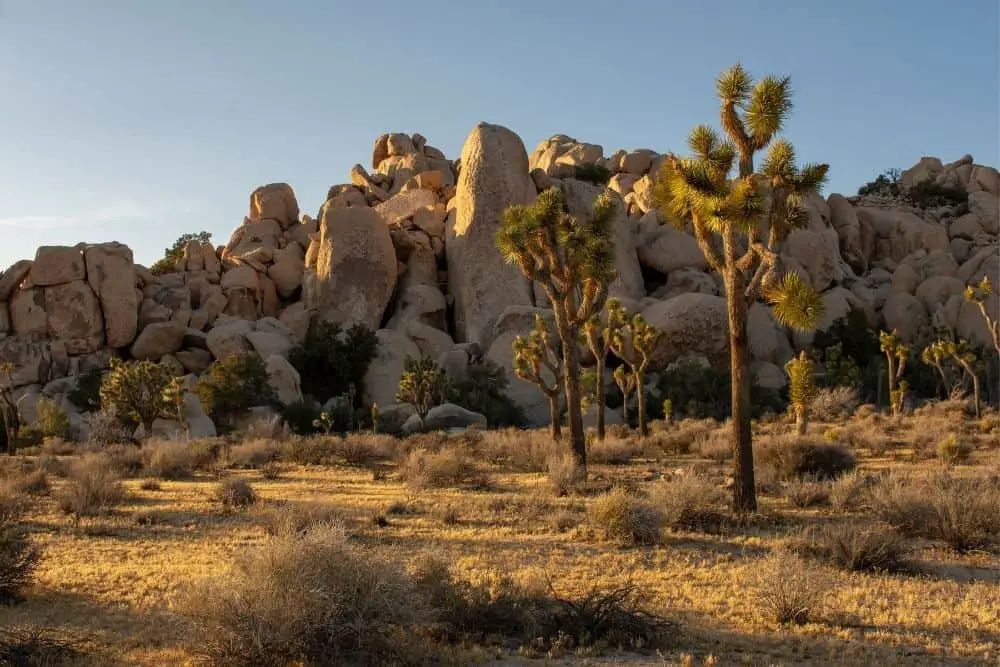 scenery in Joshua Tree