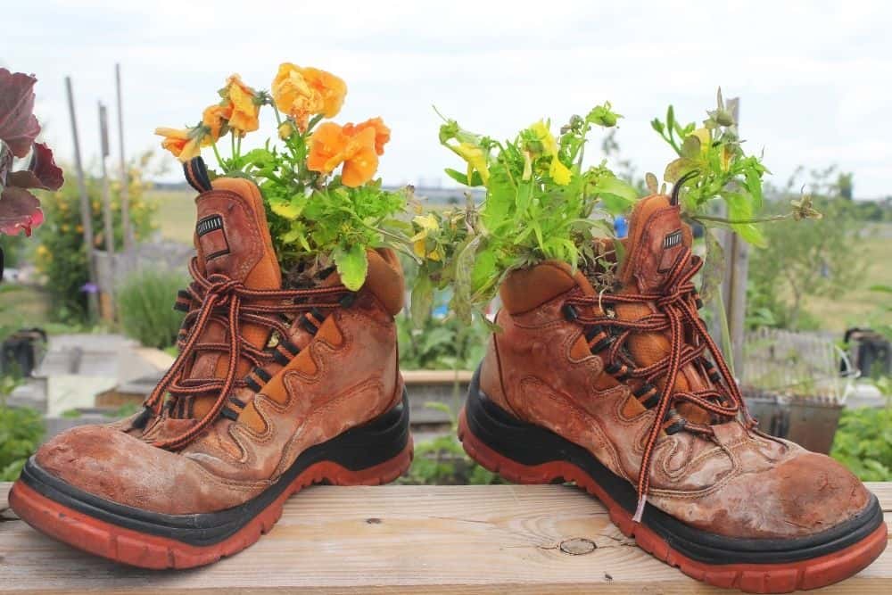 old hiking boots used as plan pot