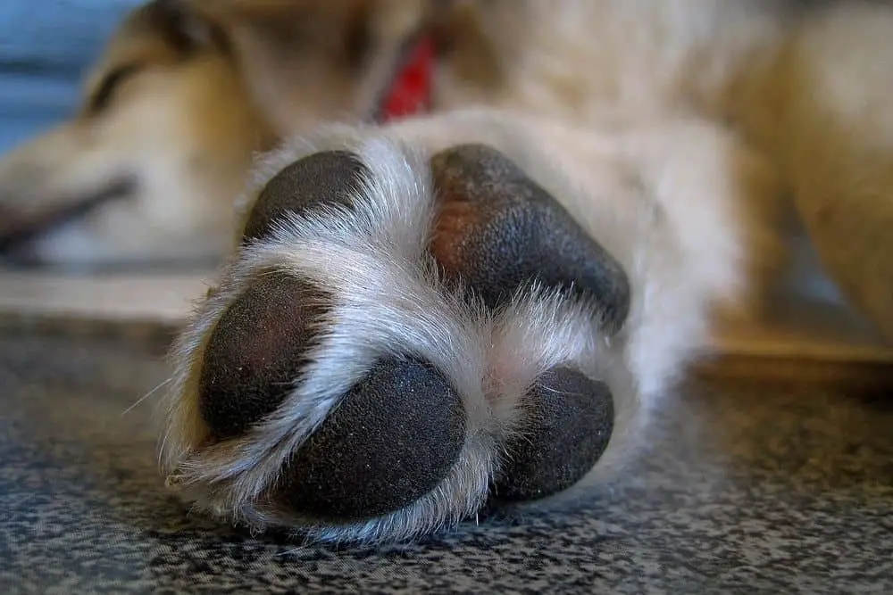 a dog's paw