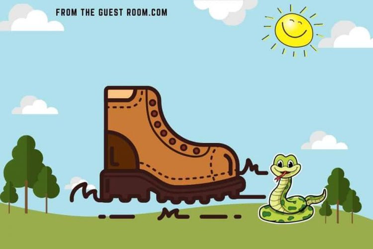 Do Hiking Boots Prevent Snake Bites? From Your Trails