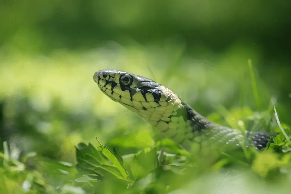 snake in the garden