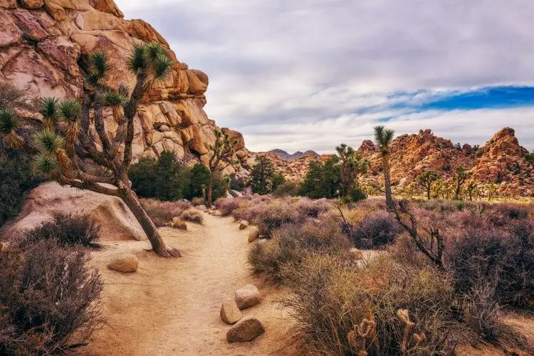 Joshua Trees