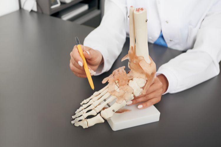 a doctor is showing anatomical foot model