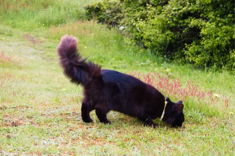 cat is exploring the yard