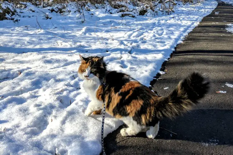 cat is on the snow