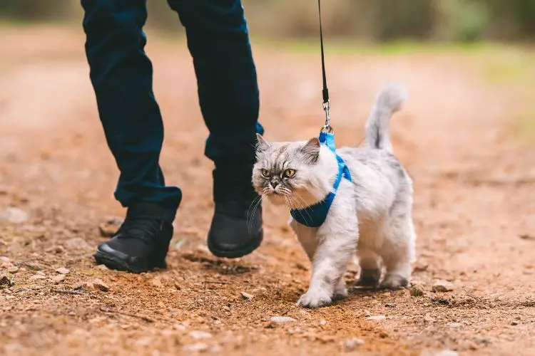 cat on the trail