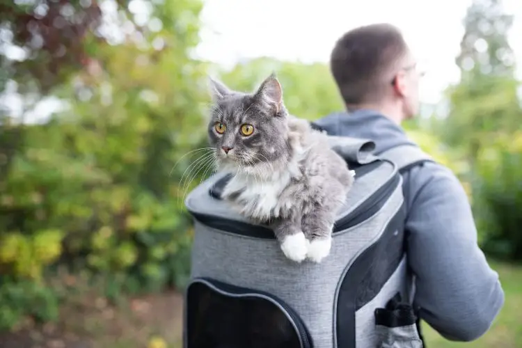 man carries a cat in a hiking backpack