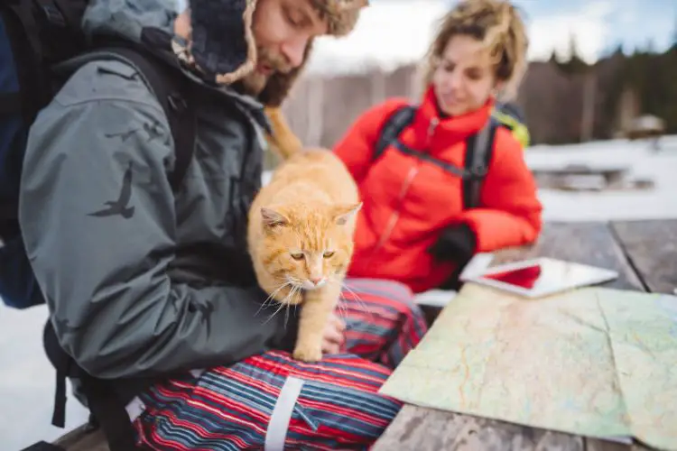 man is checking his cat