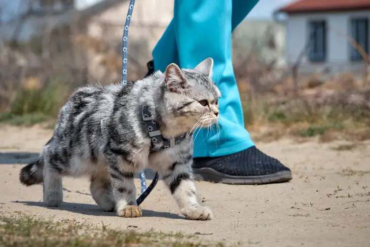 training a cat to walk in leash