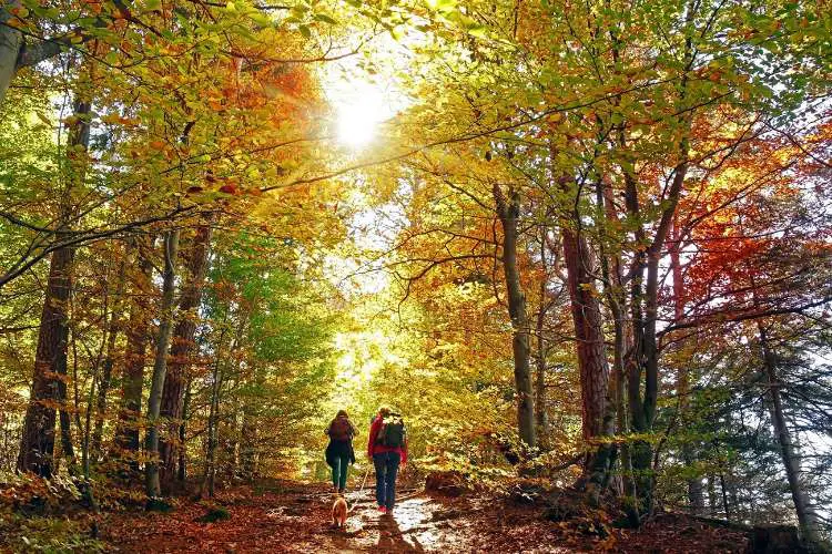two people are hiking through a beautiful forest