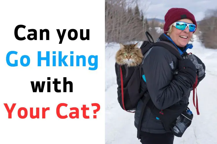 woman carries a cat in a packback in her hiking trip